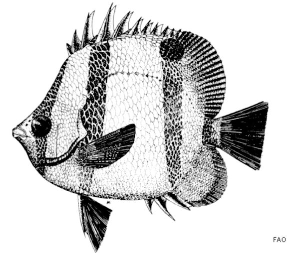 Chaetodon hoefleri_001.jpg
